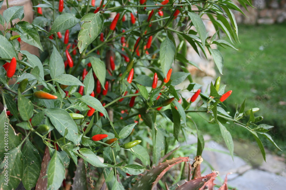 red and green chili chilli pepper plant in a garden