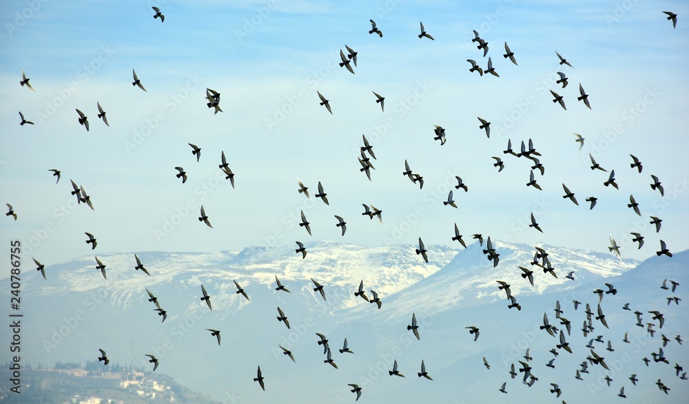 Pájaros en el cielo