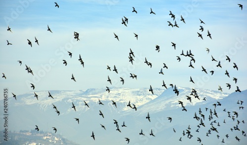 Pájaros en el cielo photo