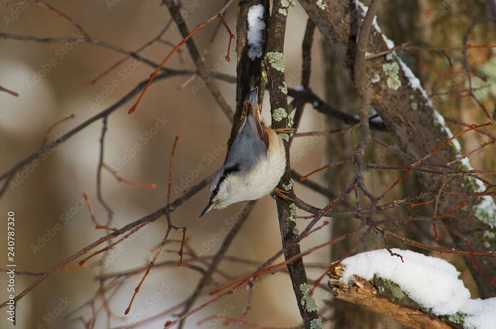 Eurasian nuthatch weighs on a branch upside down in a winter forest park. Eurasian nuthatch weighs on a branch upside down in a winter forest park.