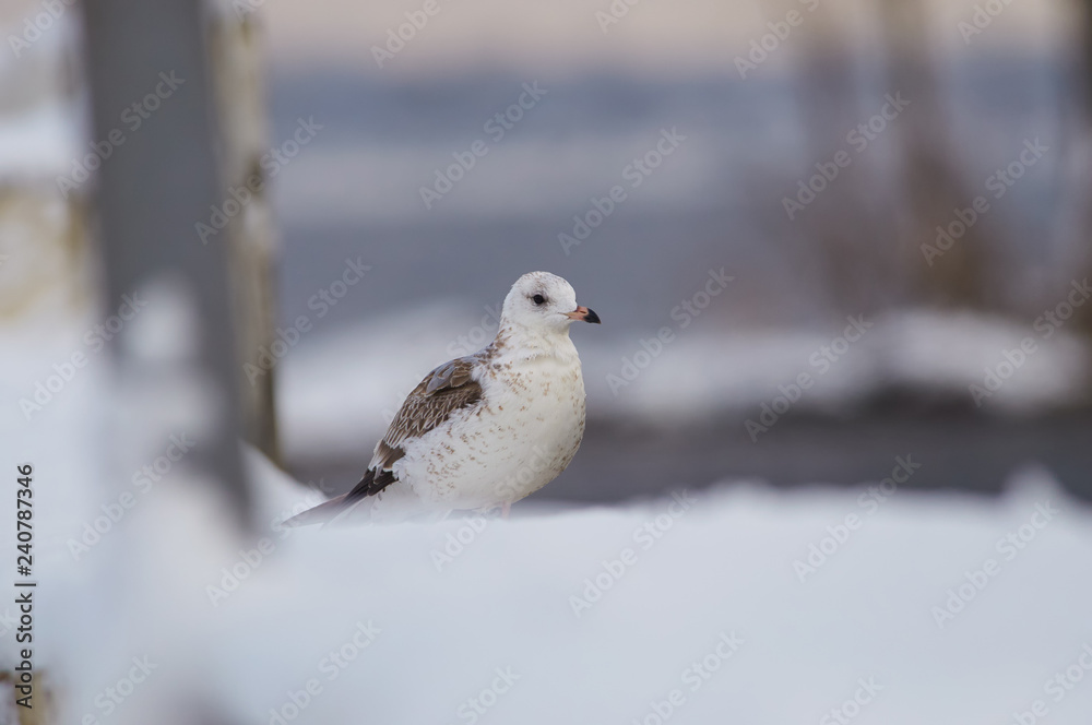 Common gull sits in the snow on a concrete embankment fence. Common gull sits in the snow on a concrete embankment fence.