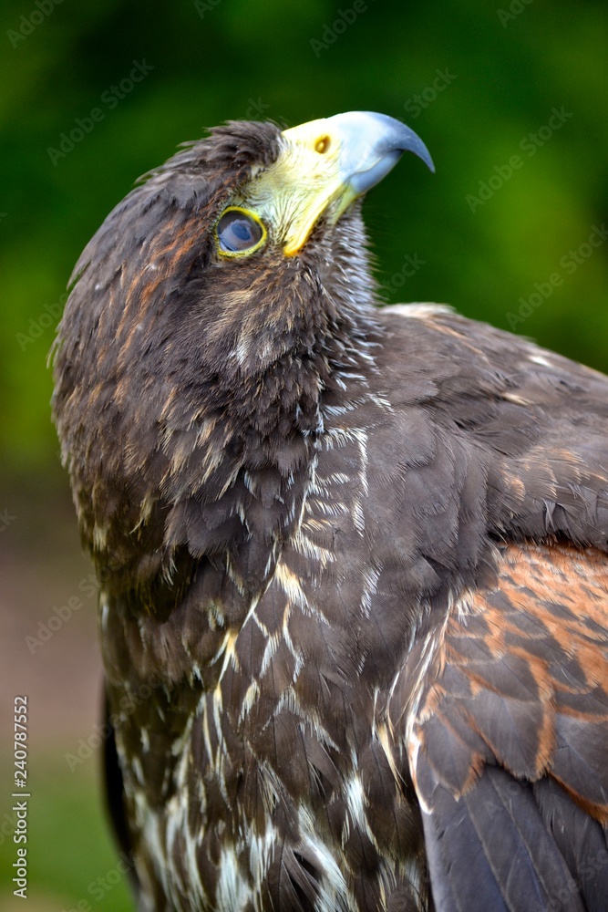 Obraz premium Bird of Prey