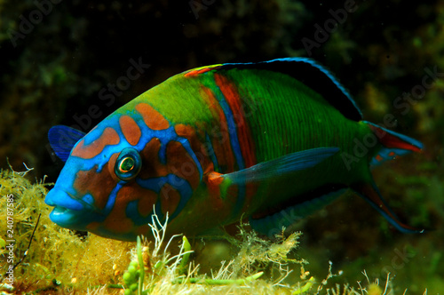 Принти на полотні Colorful fish ornate wrasse ( Thalassoma pavo )