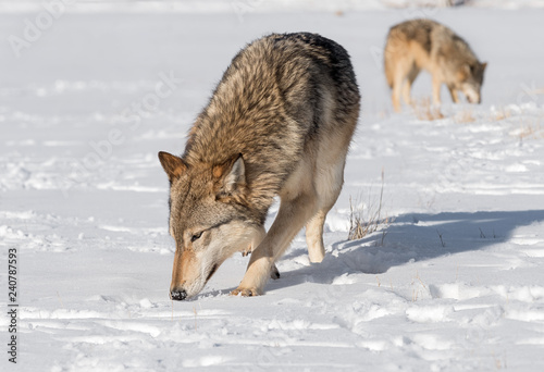 Grey Wolves (Canis lupus) Sniff Intently in Field Winter © geoffkuchera