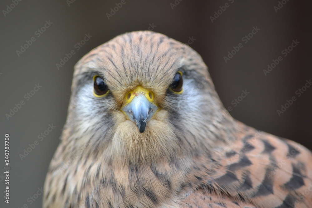 Bird of Prey Bird of Prey