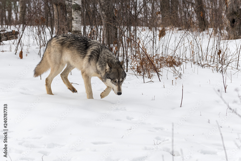 Fototapeta premium Grey Wolf (Canis lupus) Walks Right Head Down Winter