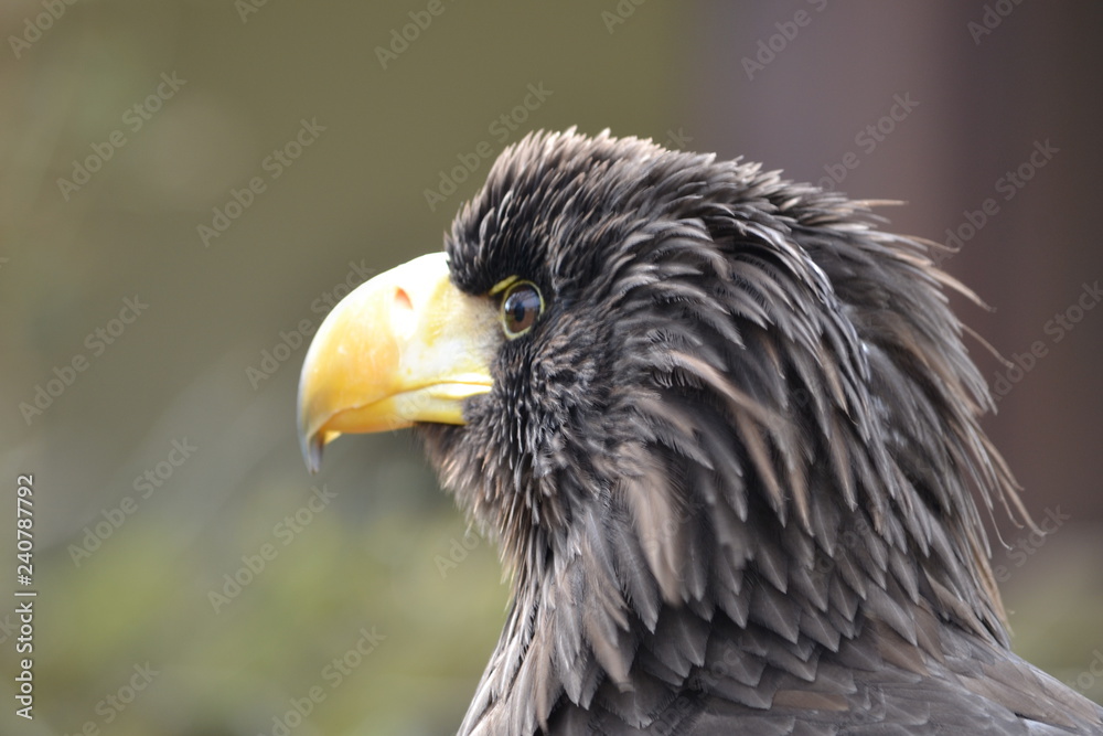 Bird of Prey Bird of Prey