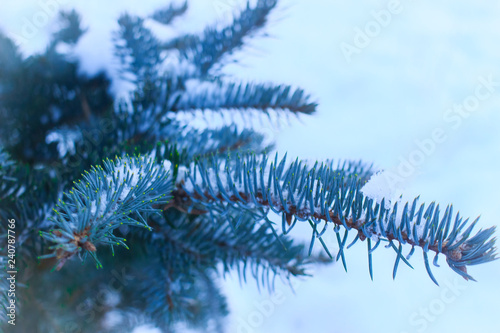 fir branches in winter on the background of shiny white snow