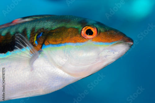 Принти на полотні Colorful fish rainbow wrasse ( Coris julis )