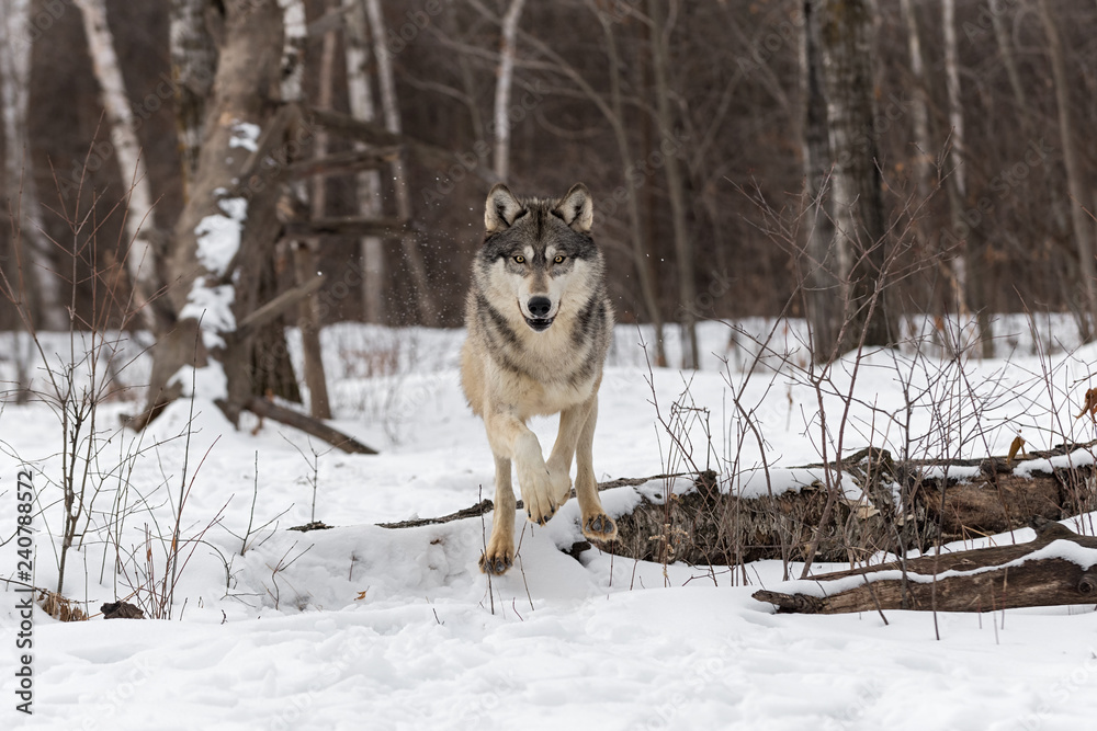 Grey Wolf (Canis lupus) Leaps Over Snowy Log Winter