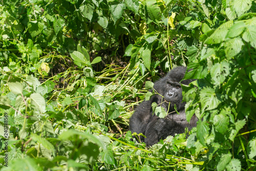 weiblicher Berggorilla im Dschnugel von Sumatra