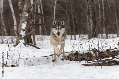 Grey Wolf  Canis lupus  Leaps Over Snowy Log Winter