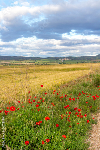 Beautiful May agricultural landscape with poppies on the Camino de Santiago  Way of St. James between Los Arcos and Sansol in Navarre  Spain