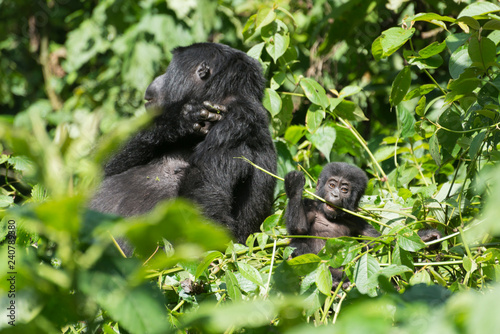 weiblicher Berggorilla im Dschnugel von Sumatra © Pfotenpaparazzi