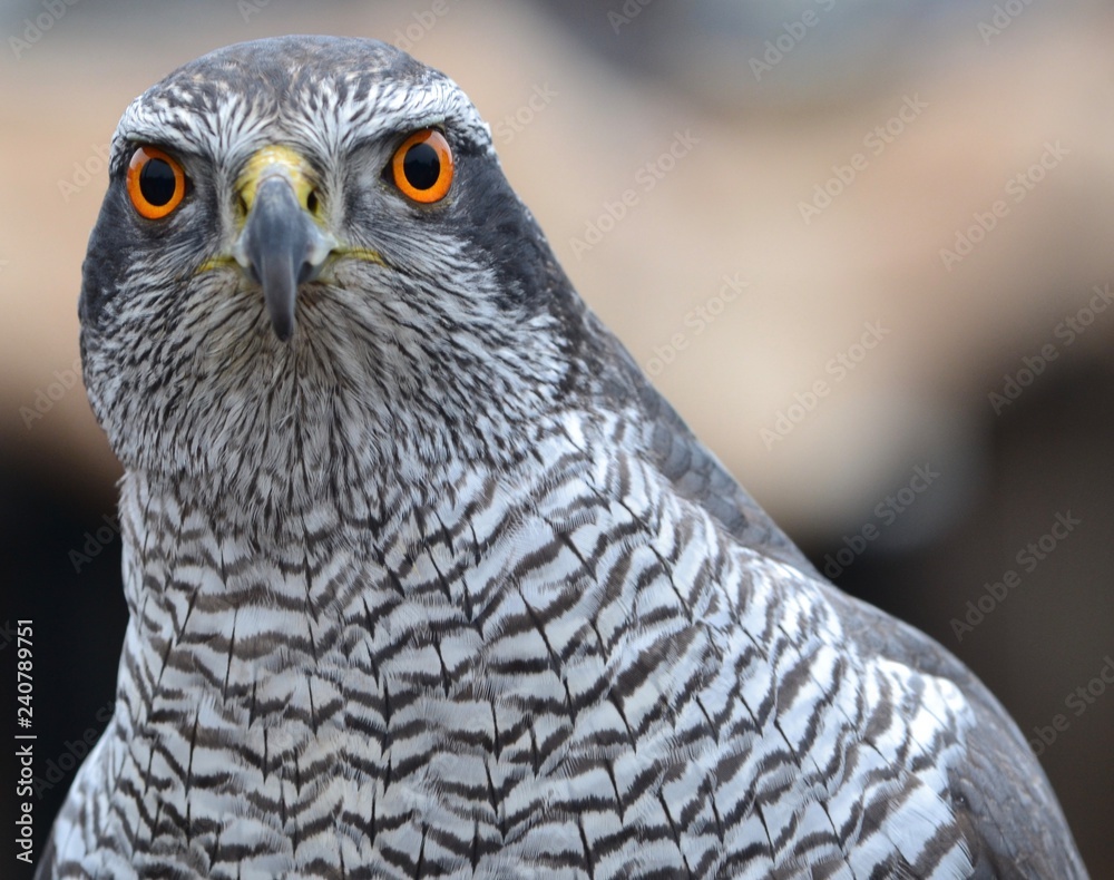Bird of Prey Bird of Prey
