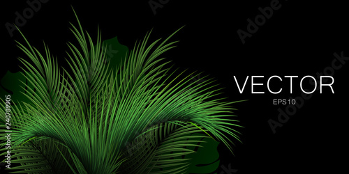 Realistic vector palm leaf on black background with place for text. 
