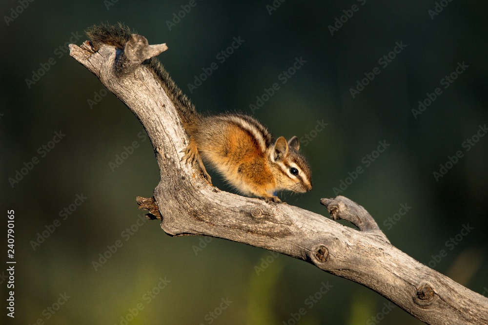 Chipmunk Chipmunk