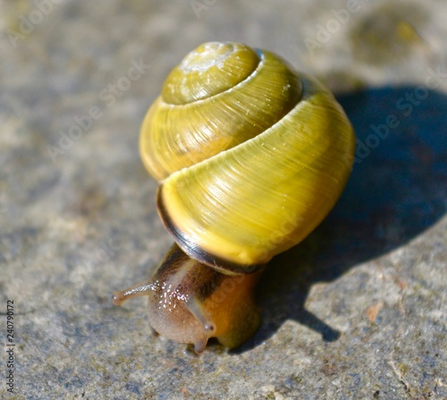 Green Snail on rock