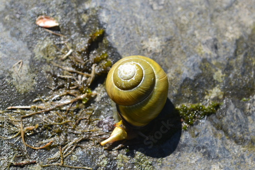 Green Snail on rock