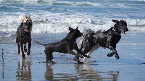 Dogs splashing on the beach chasing each other