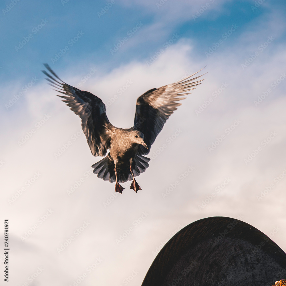 Obraz premium Seagull landing