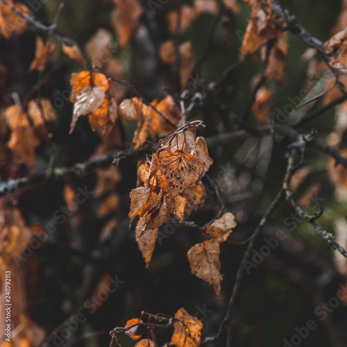 autumn leaves © Leland