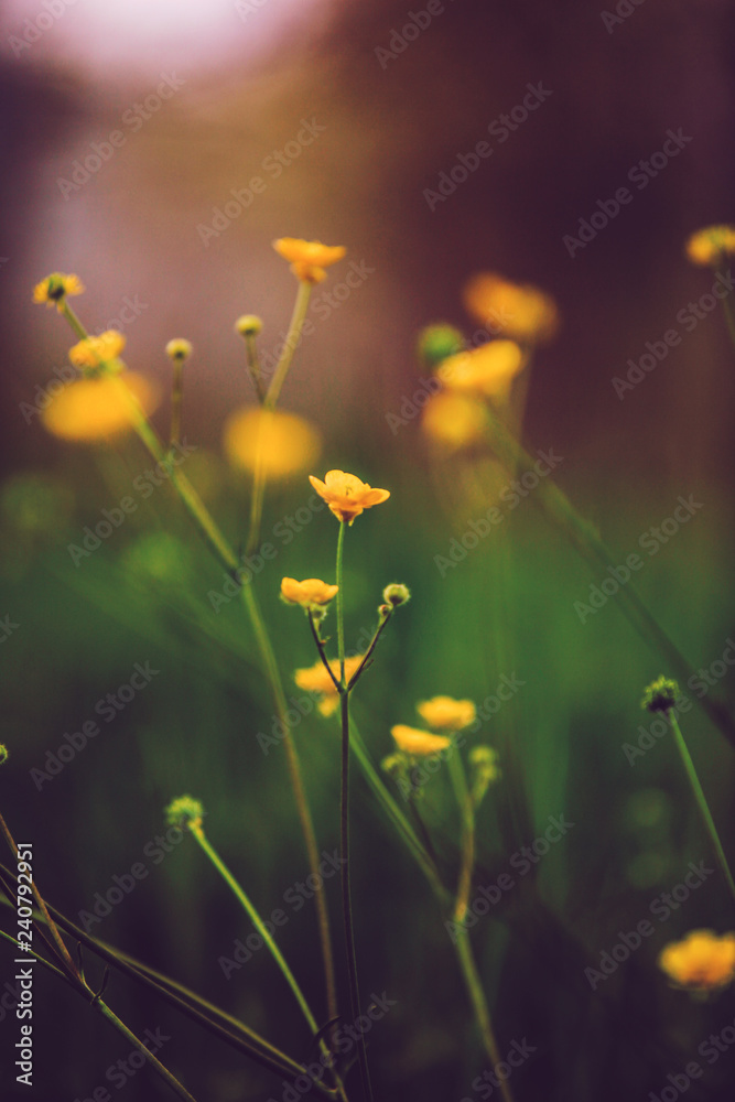 ovely yellow flowers in the nature ovely yellow flowers in the nature