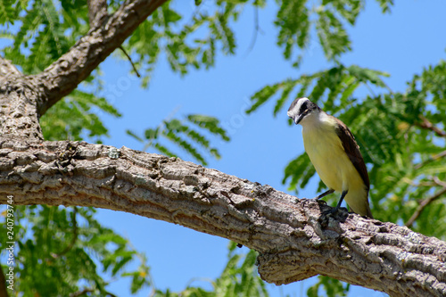 Pássaro  cambacica  é um pássaro da família dos Coerebidae, sendo a única espécie do gênero Coereba. Tem larga distribuição nas Américas, amarelo com máscara preta. photo