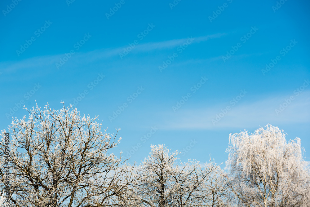 White frost on trees branches on blue sky background in winter. Frozen trees White frost on trees branches on blue sky background in winter. Frozen trees