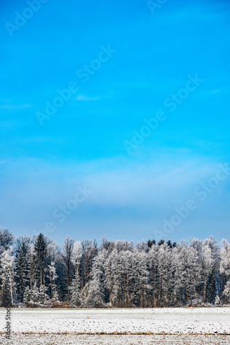 Frost in winter on a forest trees. Landscape winter fields and blue sky