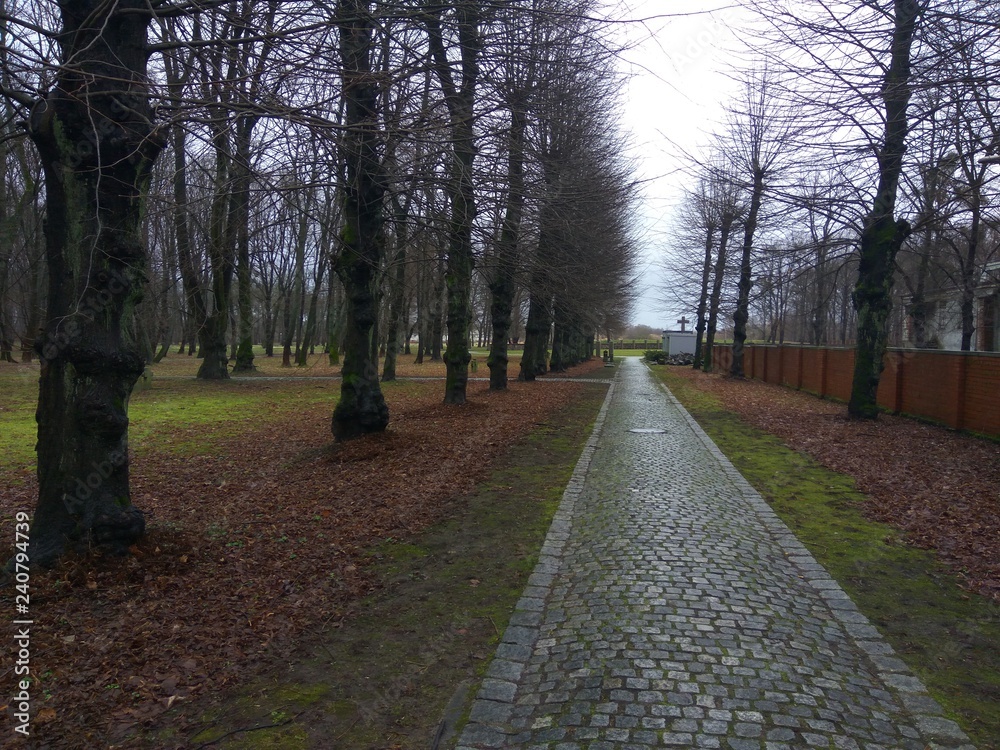 Fototapeta premium tree, nature, forest, köningsberg, park