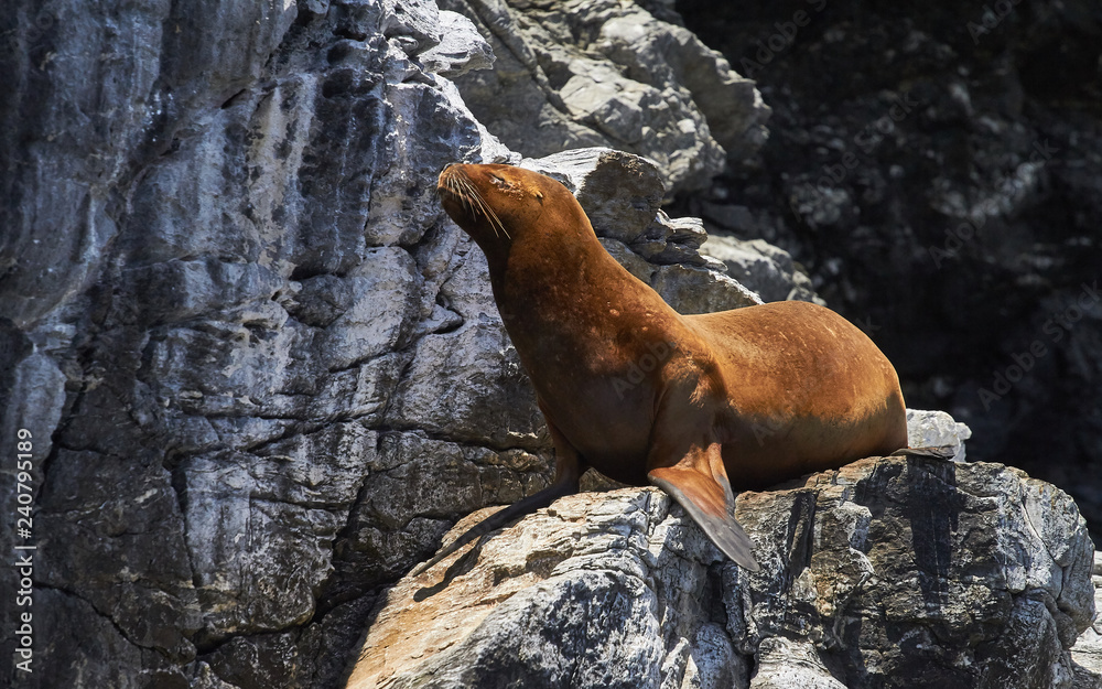 Obraz premium Sea Wolf in the islands sequence of photos