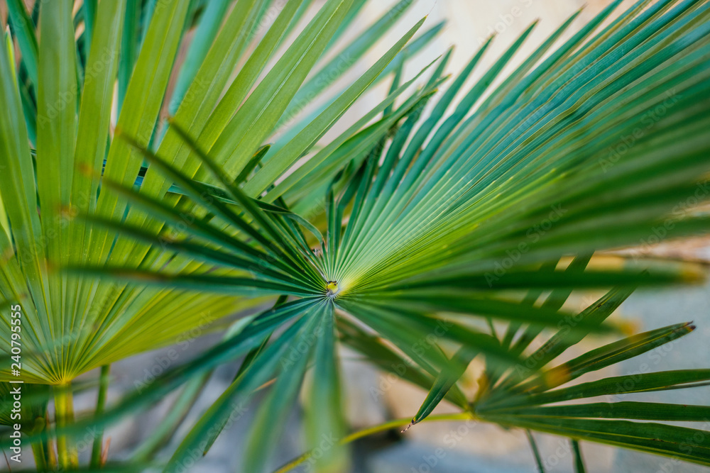 Green palm leaves in sunlight. Textured background of a tree. Green palm leaves in sunlight. Textured background of a tree.