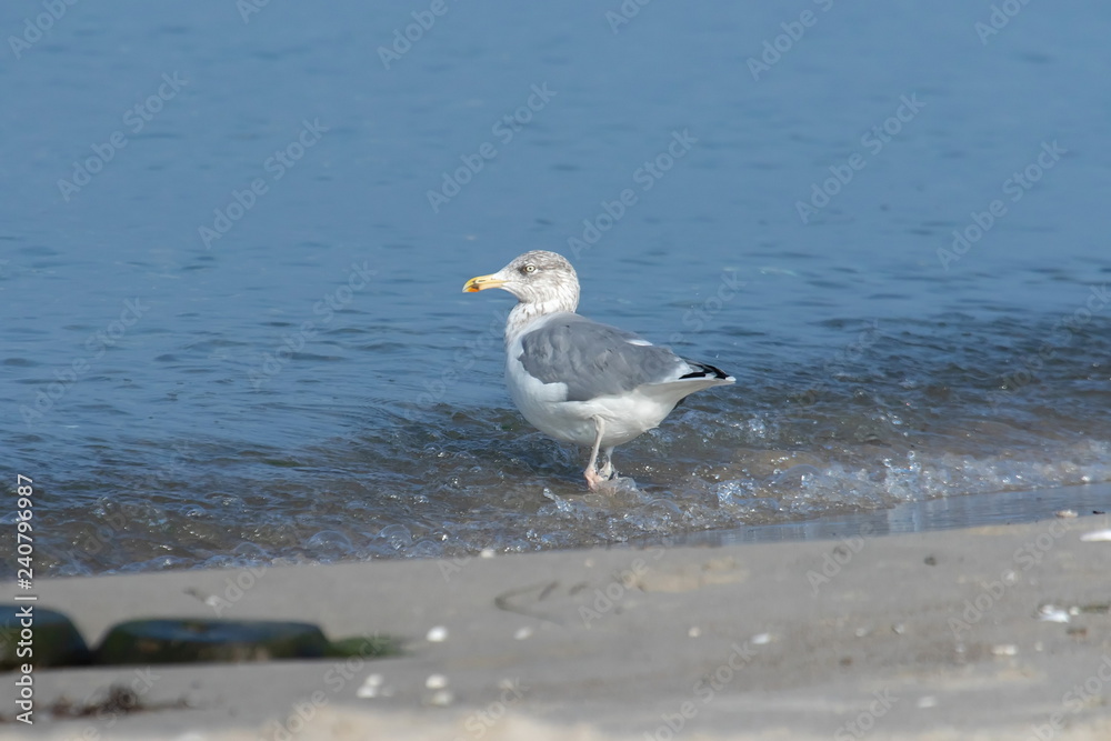 Silbermöwe Silbermöwe