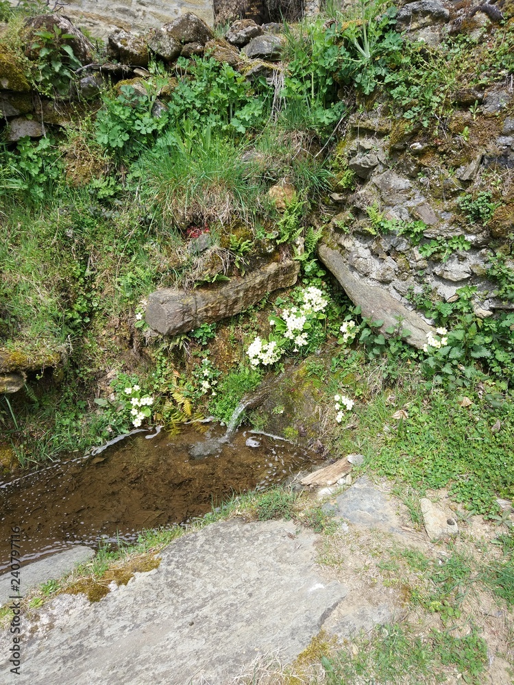 Obraz premium stream in forest