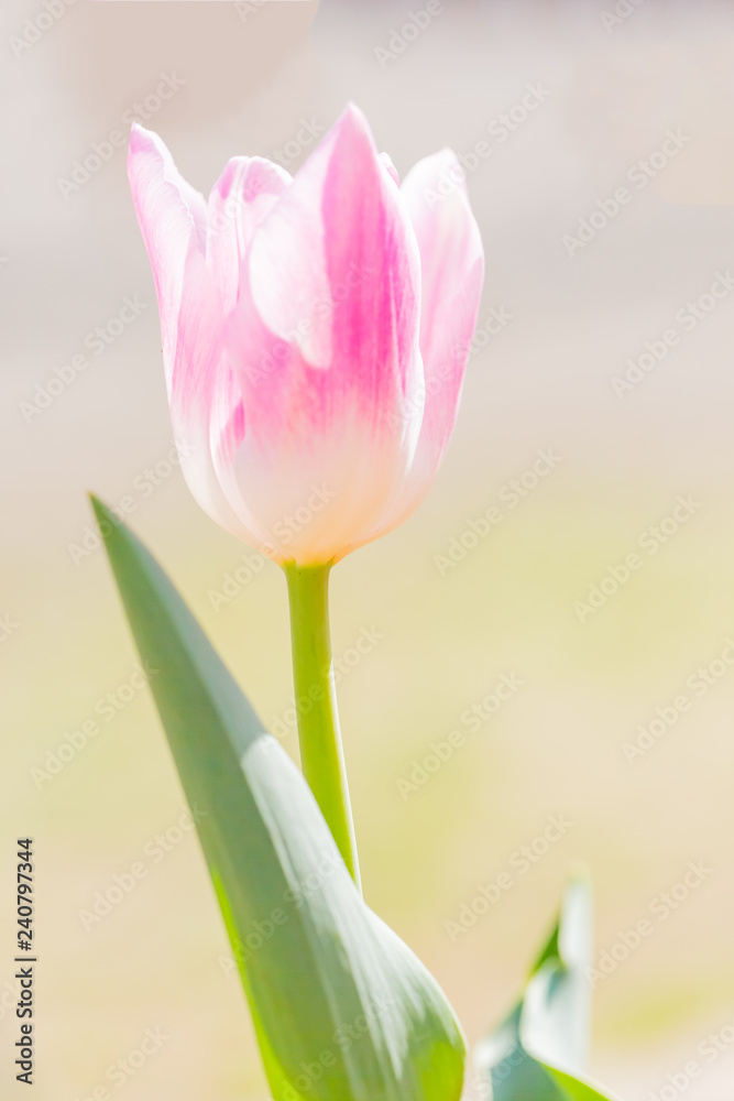 Naklejka premium ピンクのチューリップ