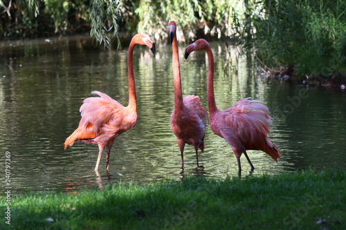 Flamant rose trio