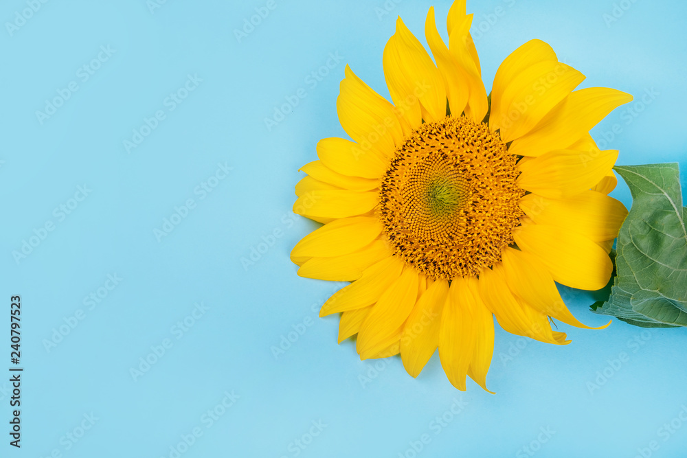 Bright big yellow sunflower on blue background. Flatlay style. Bright big yellow sunflower on blue background. Flatlay style.