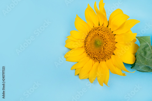 Bright big yellow sunflower on blue background. Flatlay style.