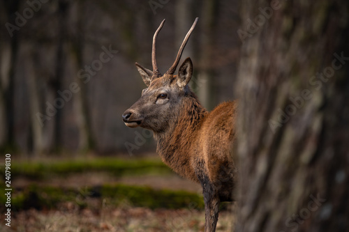 Hirsch mit Geweih im Wald - Rotwild photo