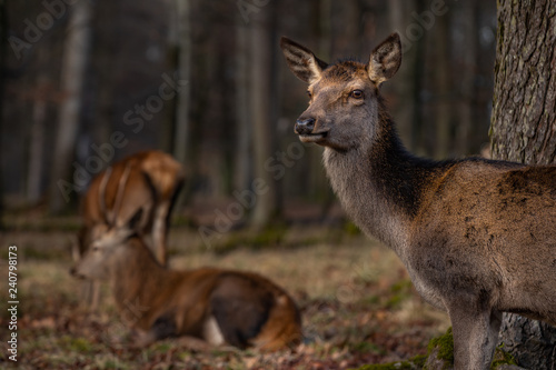 Hirsche und Hirschkühe - Rotwild