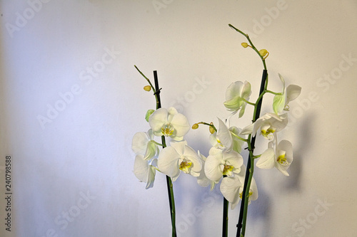 Białe kwiaty storczyków