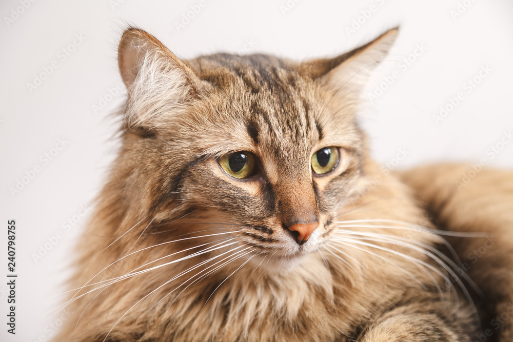 Portrait of a striped fluffy cat. Grey cat striped cute sweet on light background close up