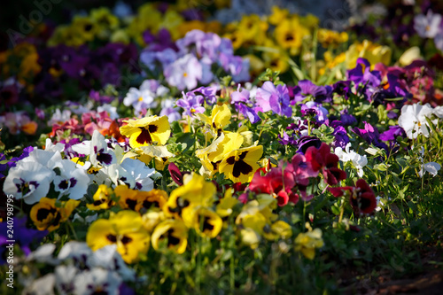 Multicolored violet flowers