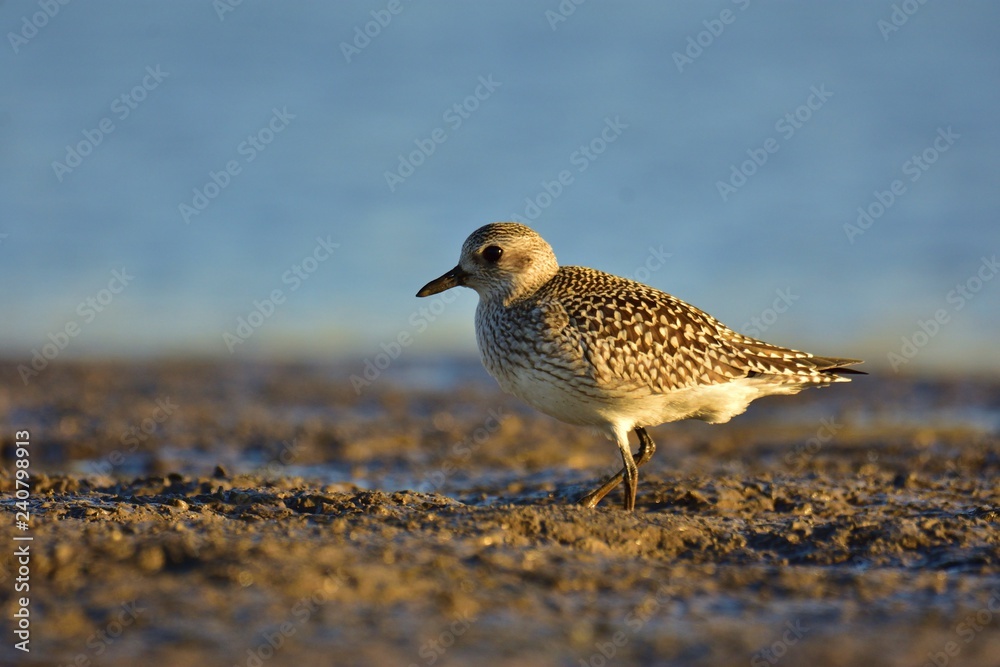 Obraz premium The grey plover (Pluvialis squatarola) on shore (winter plumage)