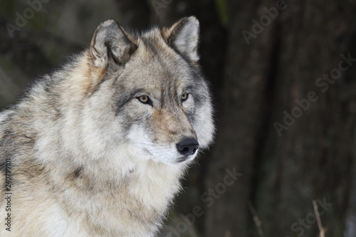 Portrait loup gris