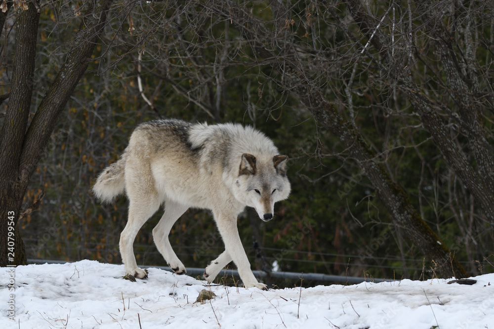 Obraz premium Loup gris