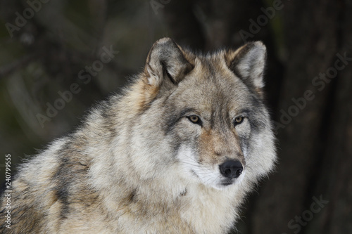Loup gris portrait © Johanne
