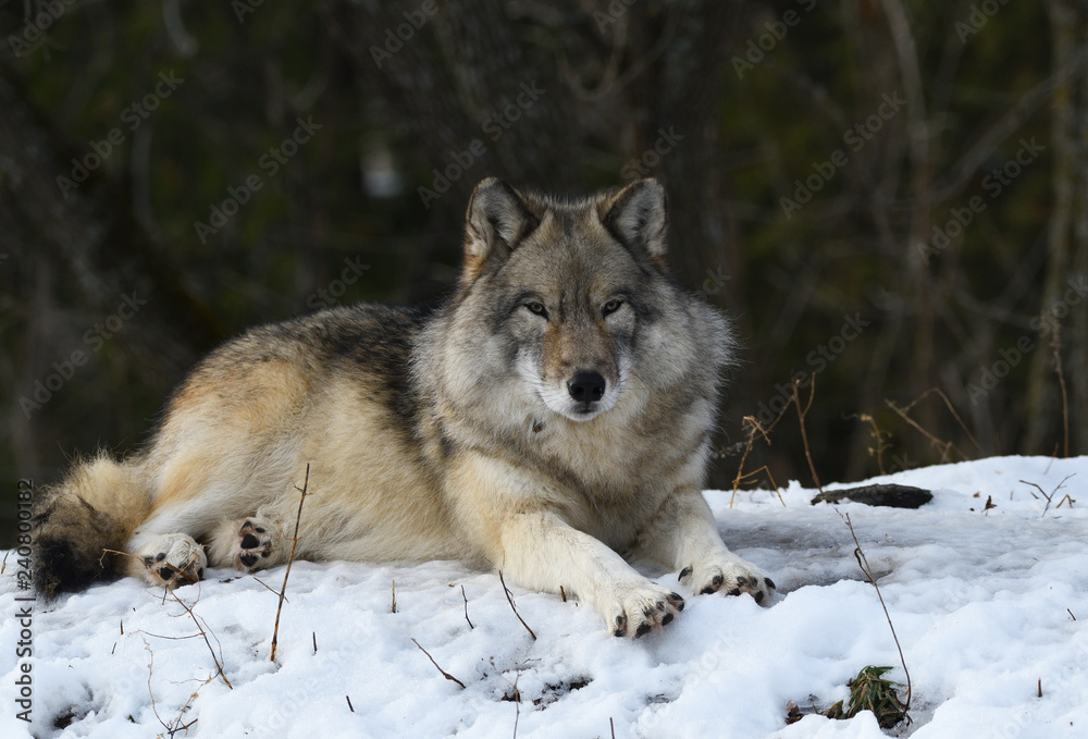 Loup gris