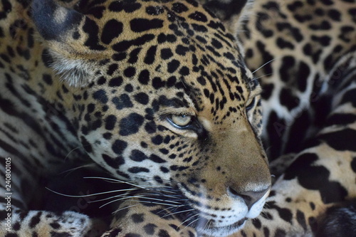 Jaguar, Katze, Raubtier © Michaela